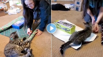 Cat_Viral_Video