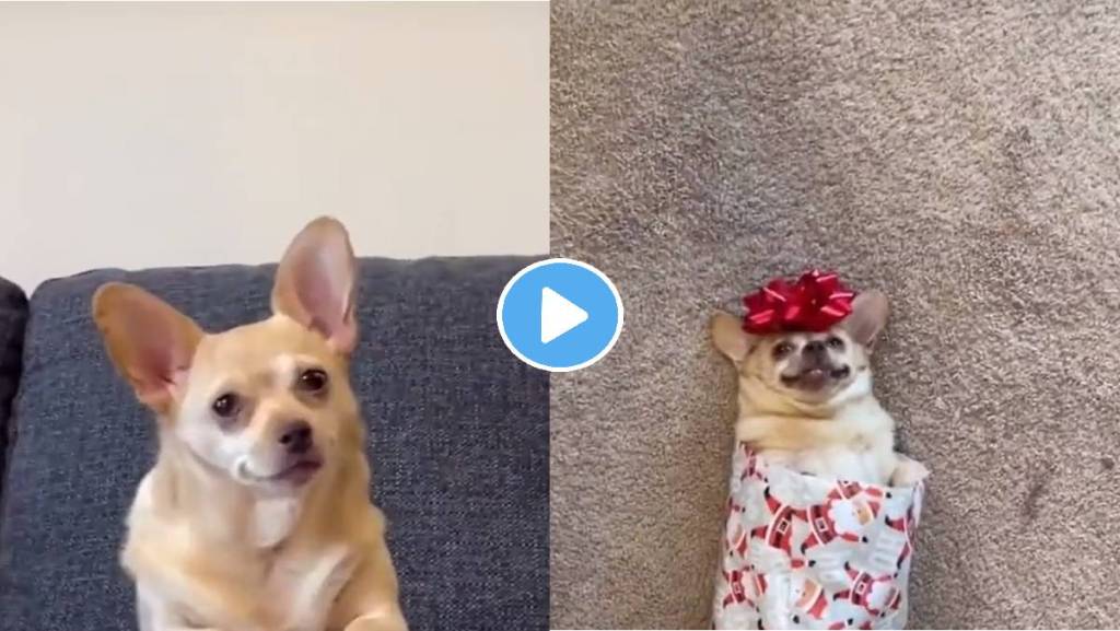 Cute-Dog-Video-Viral