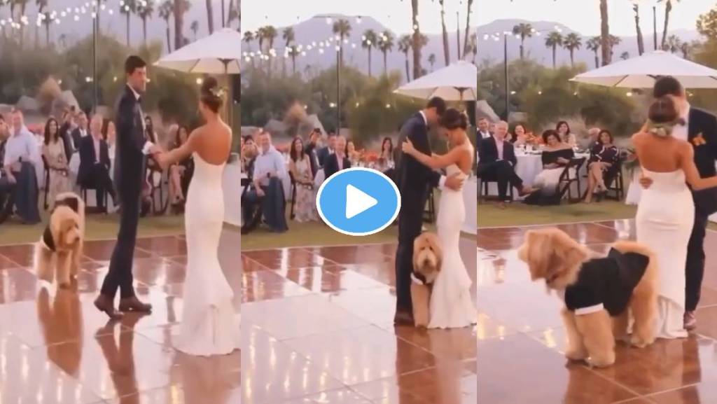 Bride-Groom-Dog-Viral-Video