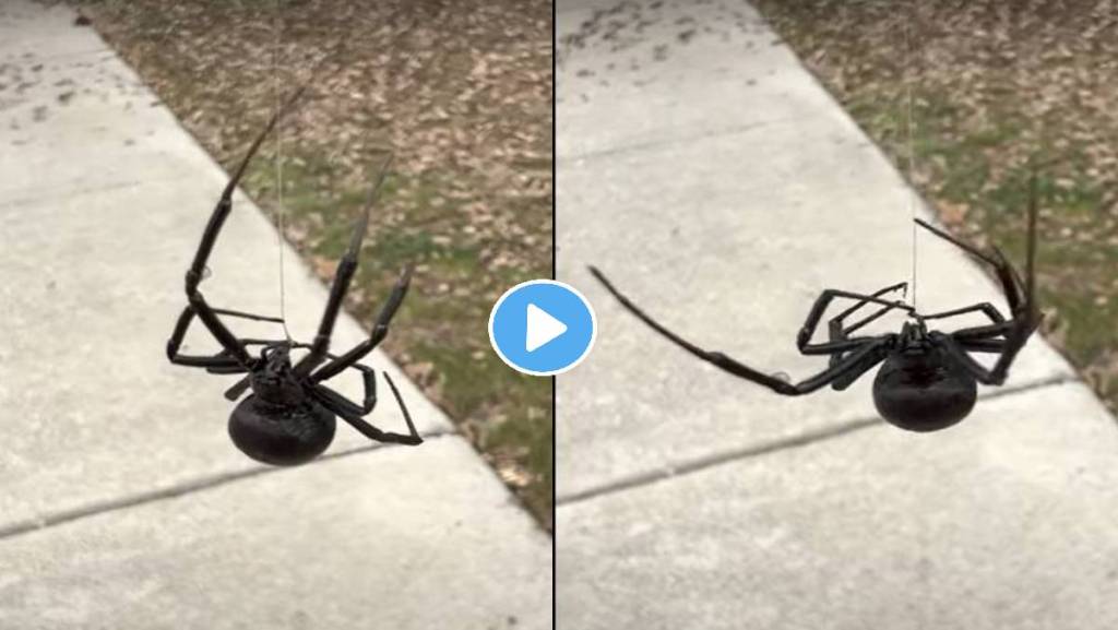 Black-Widow-Spider-Viral-Video