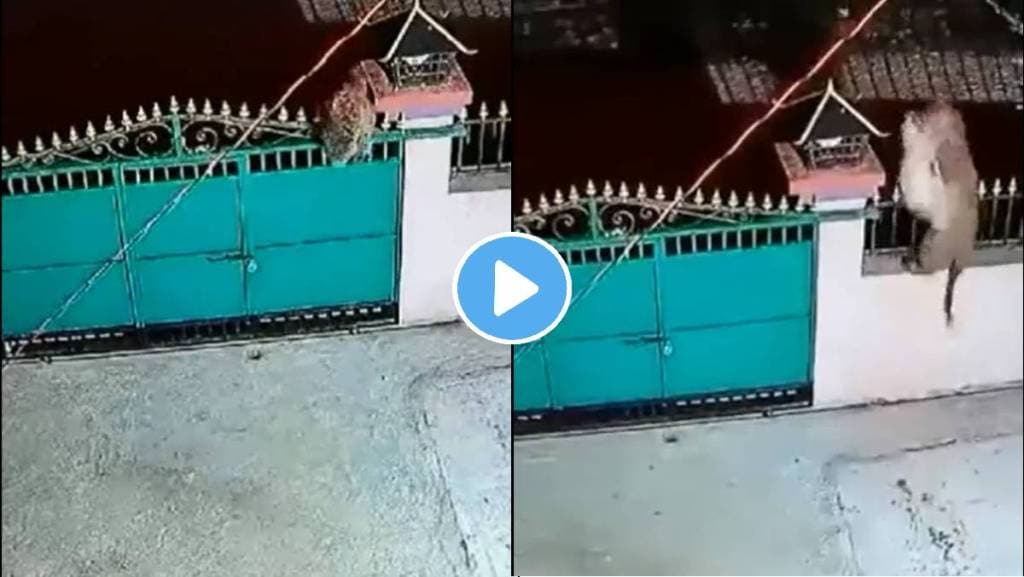 Leopard-Attack-Dog-Viral-Video