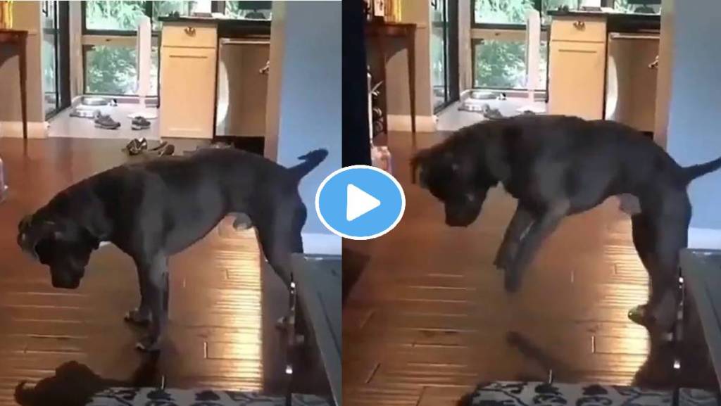 Dog-Plays-His-Own-Shadow-Viral-Video