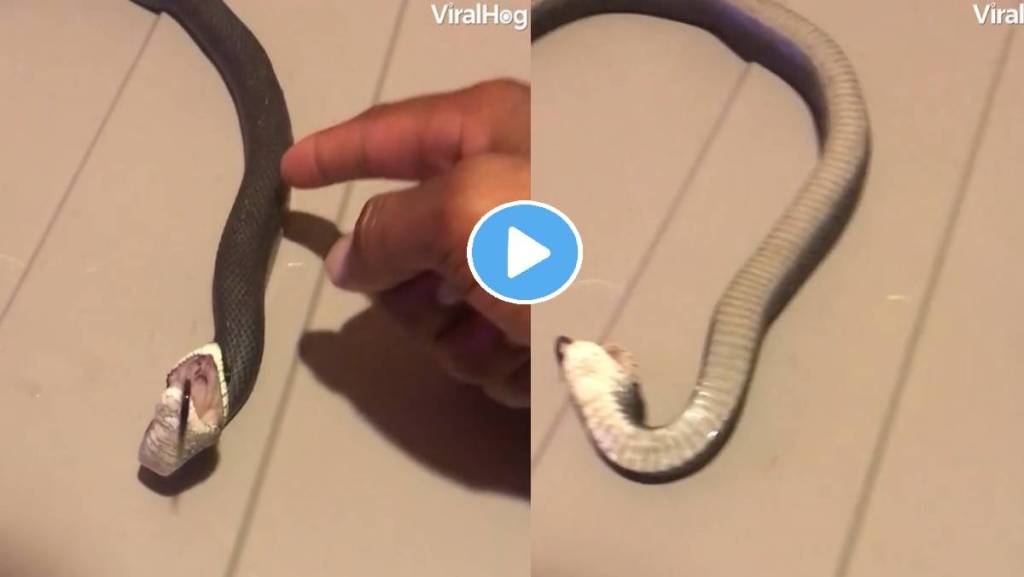 snake-playing-dead-viral-video