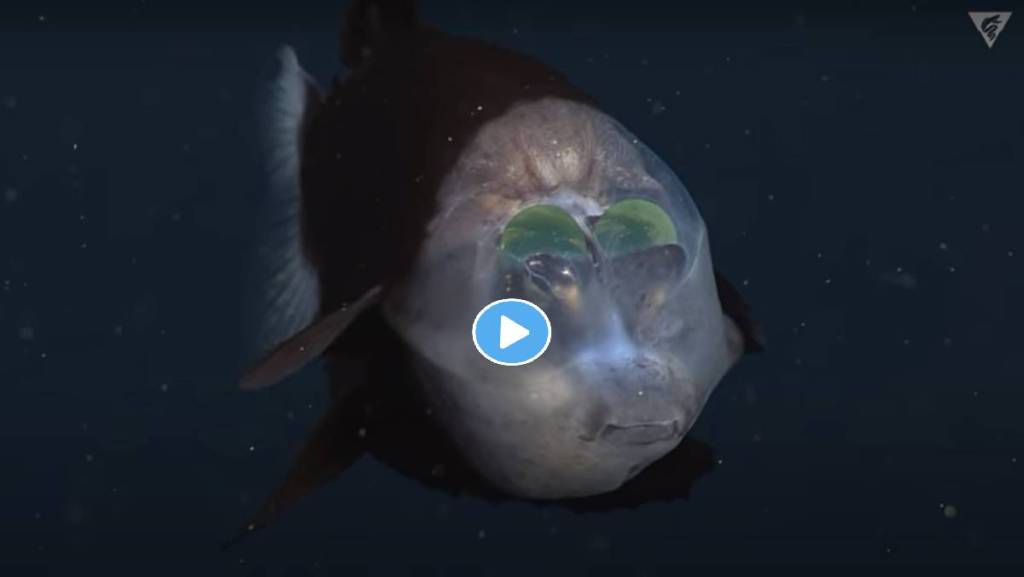 Barreleye-Fish-Viral-Video