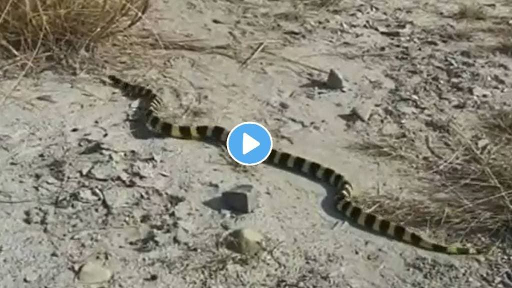 Rare-Banded-Krait-Snake-Viral-Video