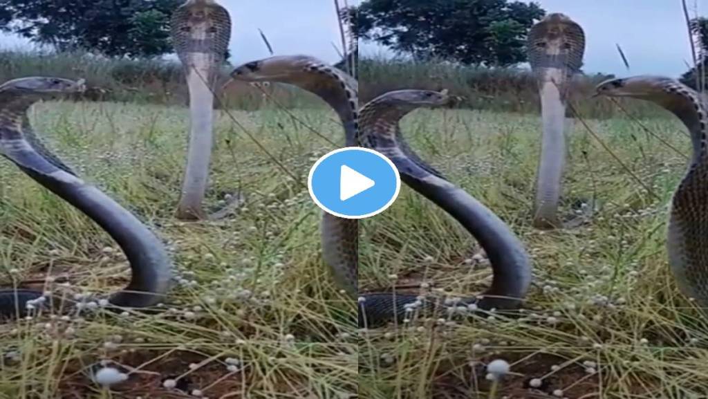 three-king-cobras-viral-video