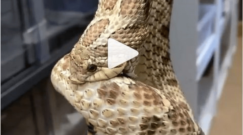 Snake_Viral_Video