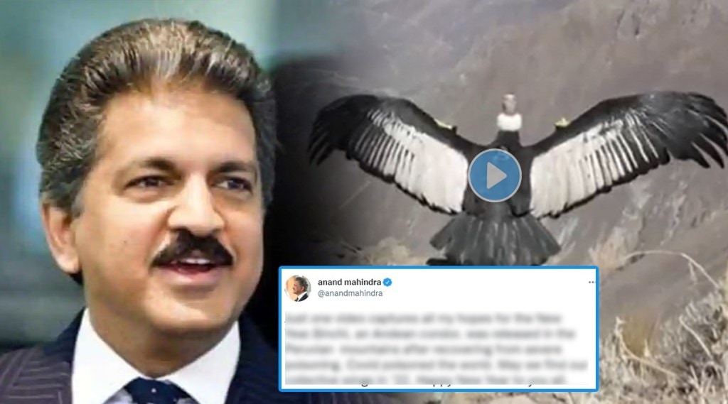 anand mahindra tweet on Andean condor bird viral