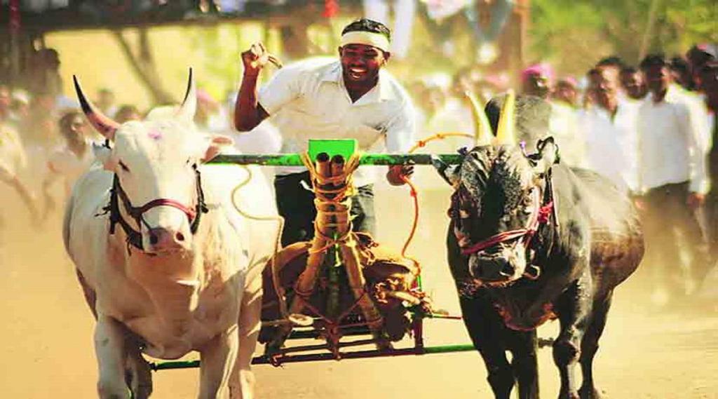 Conditional permission for bullock cart race in Maharashtra Supreme Court