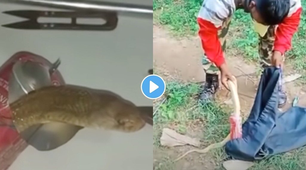 cobra-head-stuck-in-beer-can-viral-video