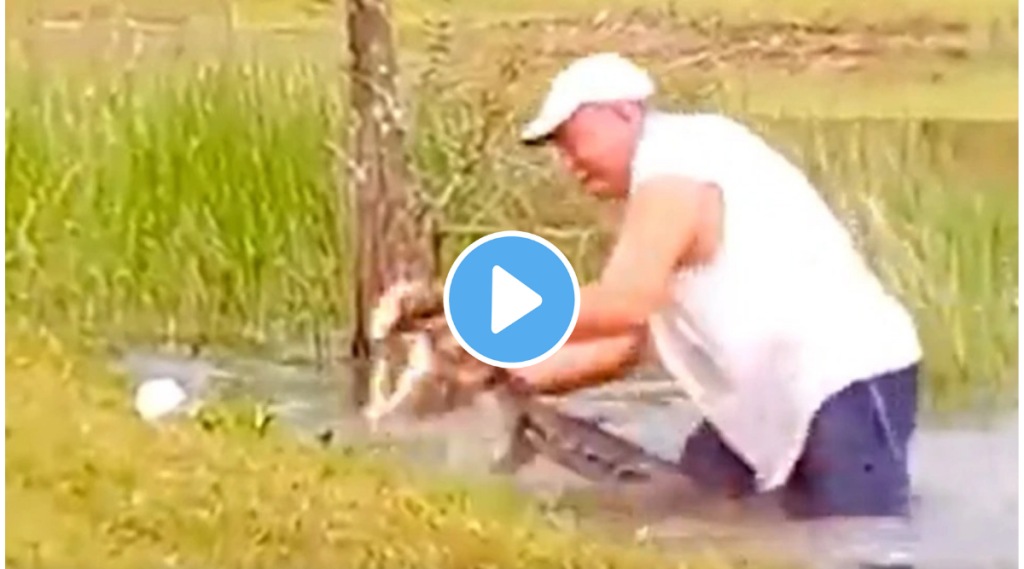 crocodile swallowed dog