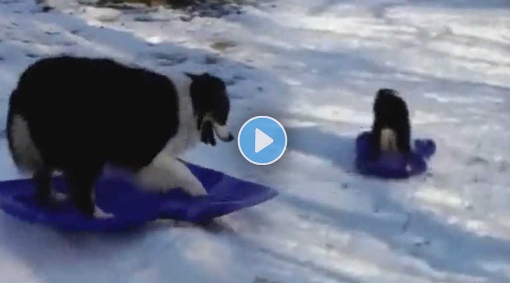 dog Skating