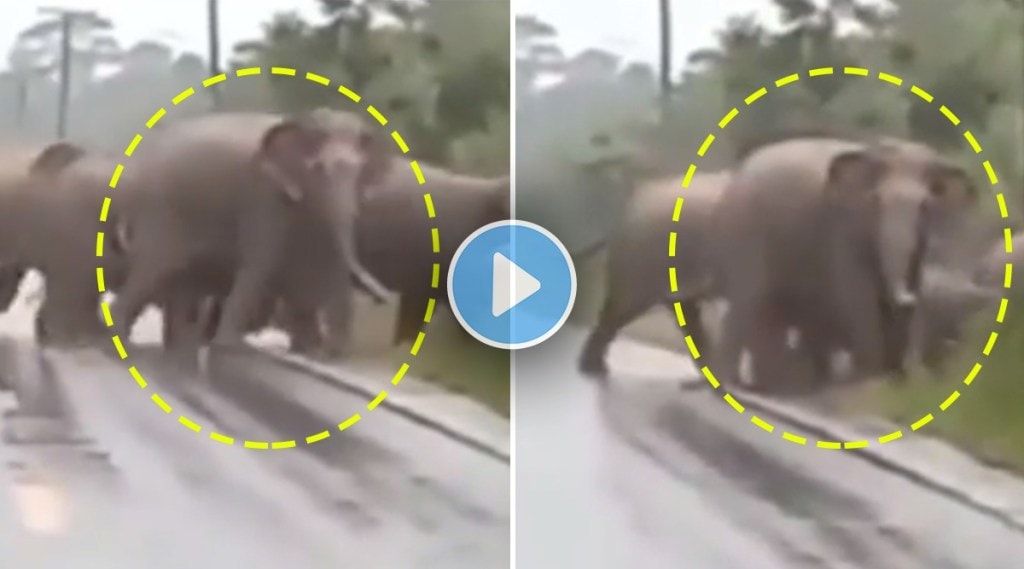 elephant thank you to drivers