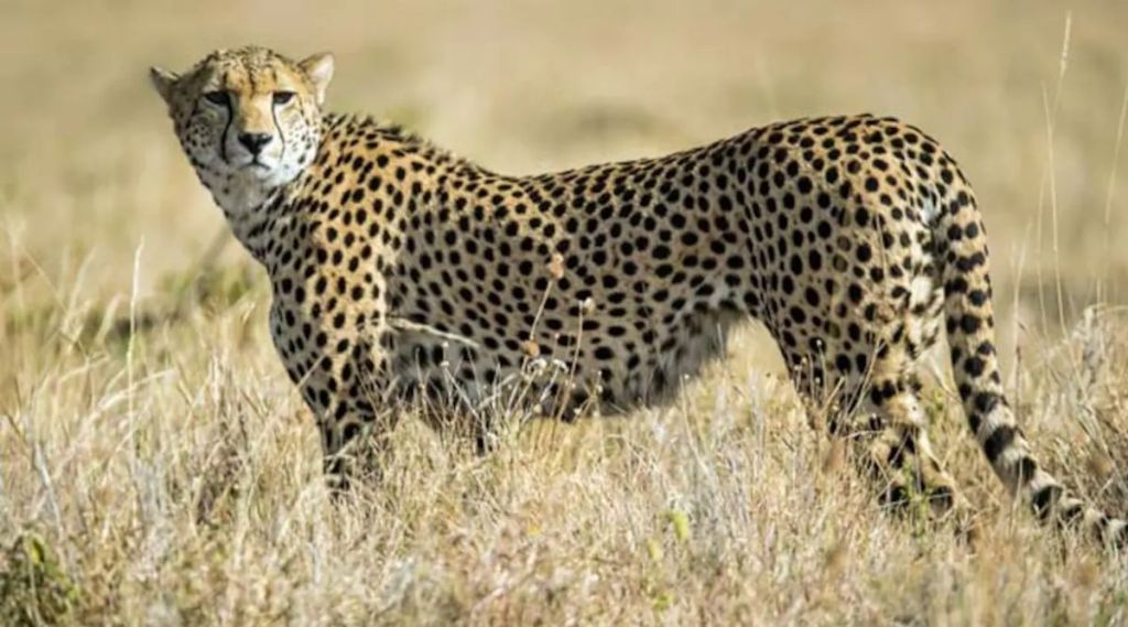 Cheetah, Africa, Animal