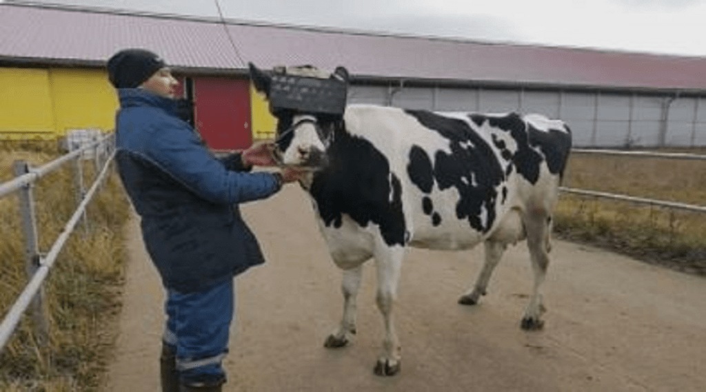 Cow_VR_Glasses