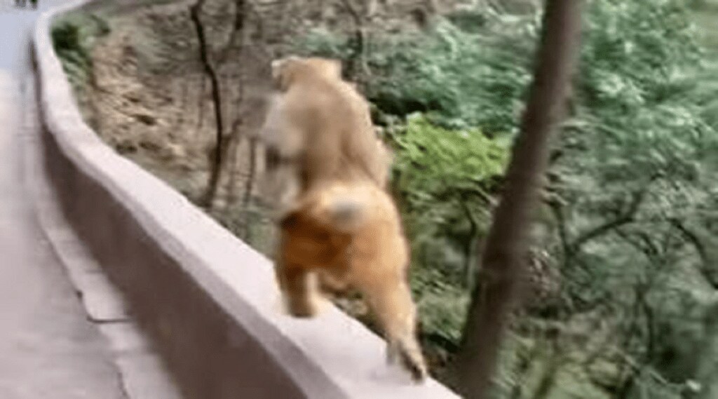 Monkey_Run