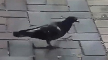 Pigeon_Dance