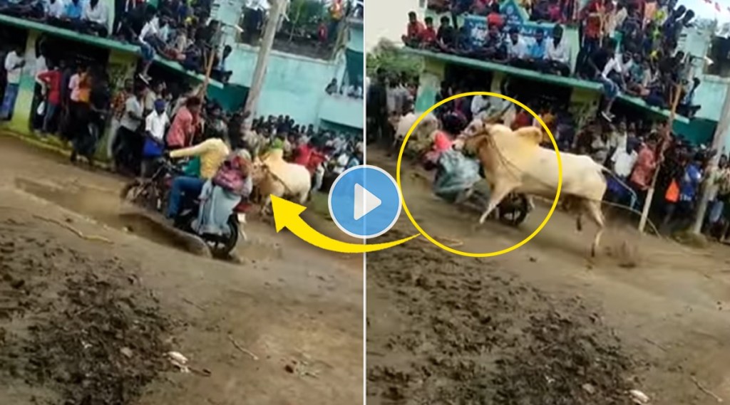 bull viral video