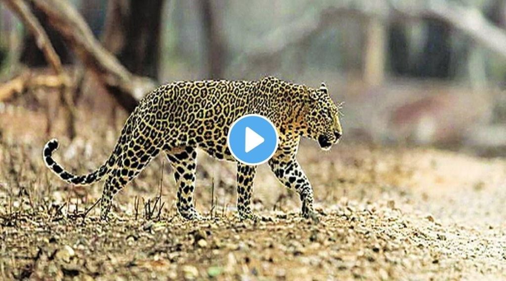 leopard attack