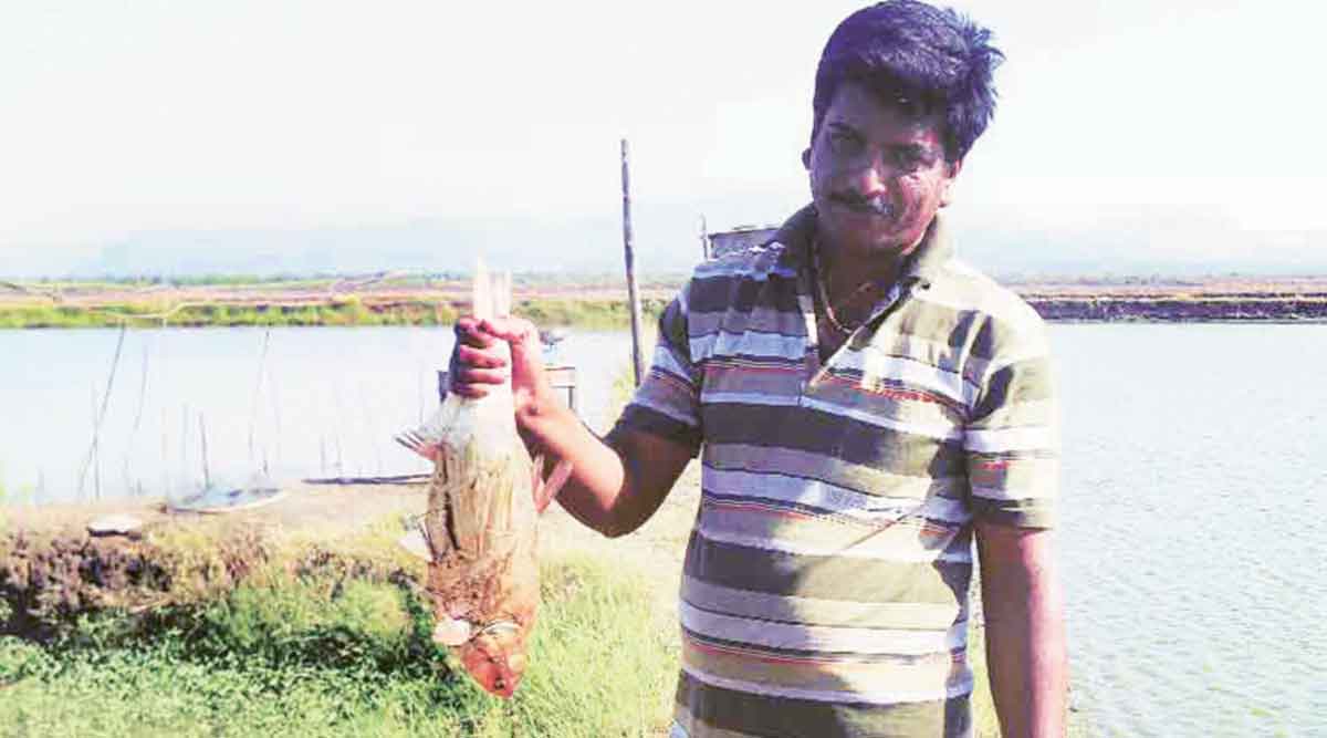 रायगडातील जिताडाच्या संवर्धनासाठी प्रयत्न