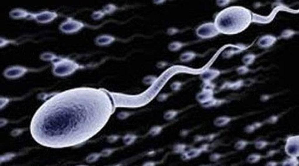 sperm-main