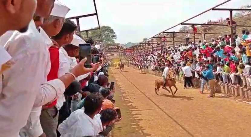 राष्ट्रवादी काँग्रेसचे नेते आणि शिरूर मतदारसंघाचे खासदार अमोल कोल्हे यांनी निवडणूक प्रचारात छाती ठोकून बैलगाडी शर्यतीबाबत दिलेला शब्द अखेर पूर्ण केला.