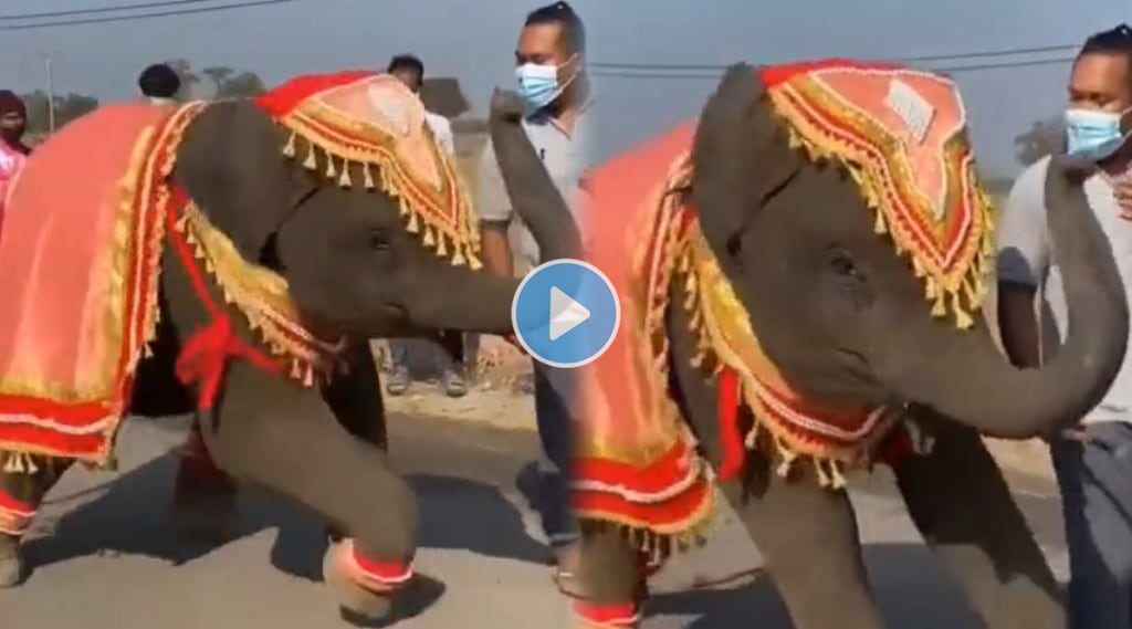 Elephant_Dance