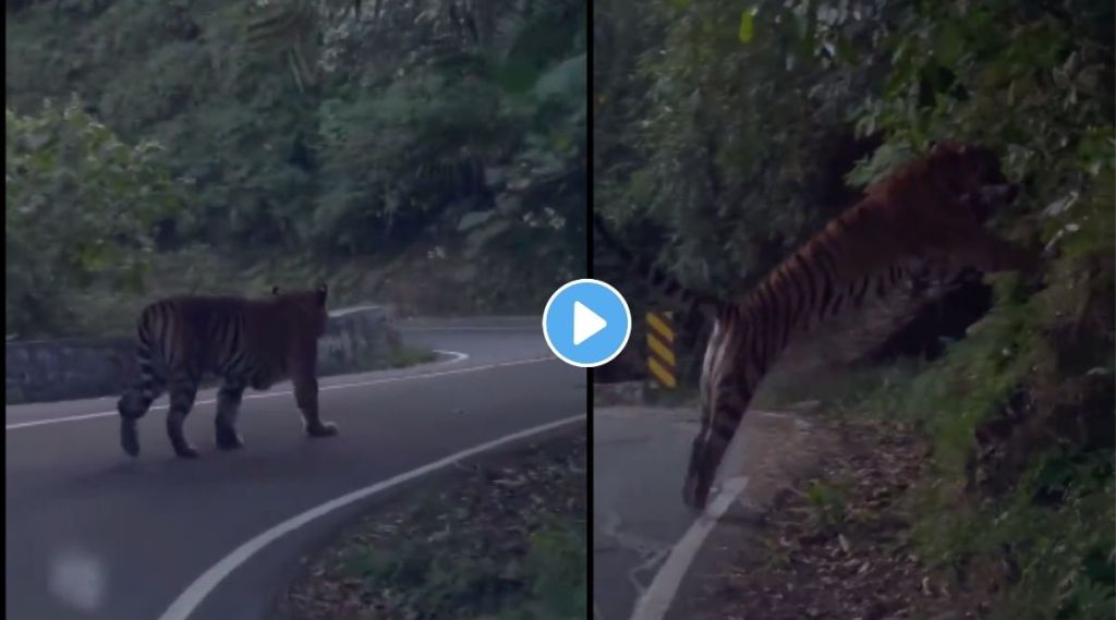 Tiger walk on highway