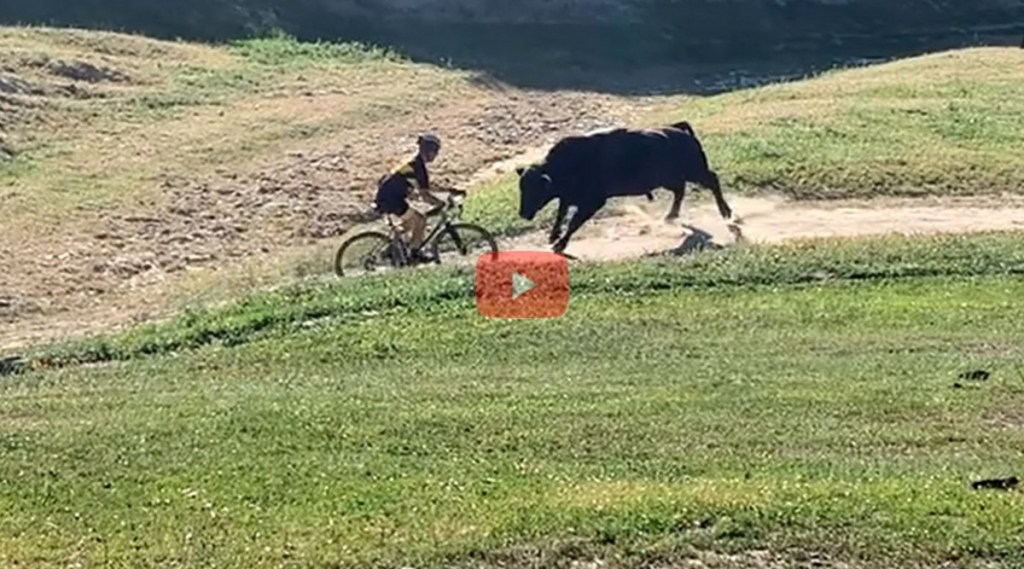 bull attacks mountain biker