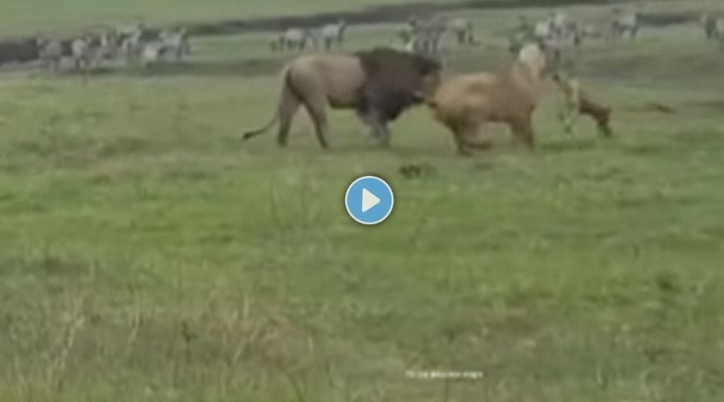 dog lion lioness viral video