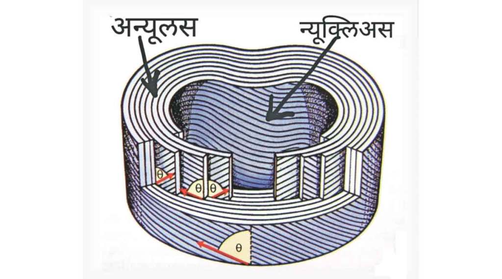 चेतासंस्थेची शल्यकथा : निसर्गाचं अद्भुत इंजिनीअरिंग: डिस्क