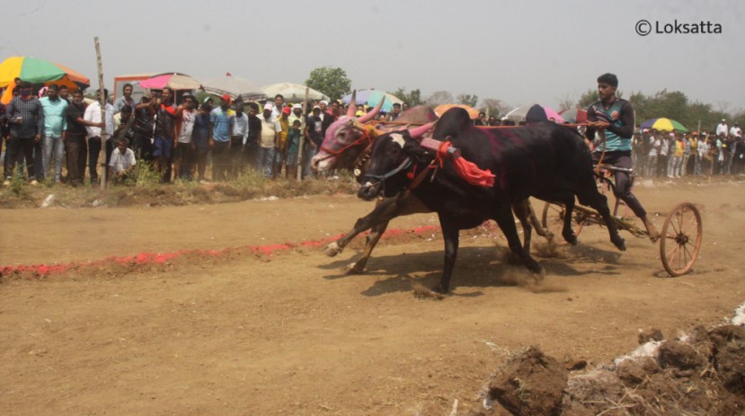 Bullock Cart Race Badlapur