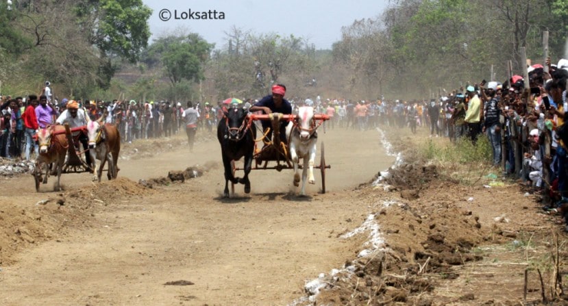 Bullock Cart Race Badlapur