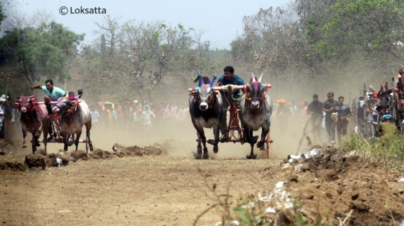 Bullock Cart Race Badlapur