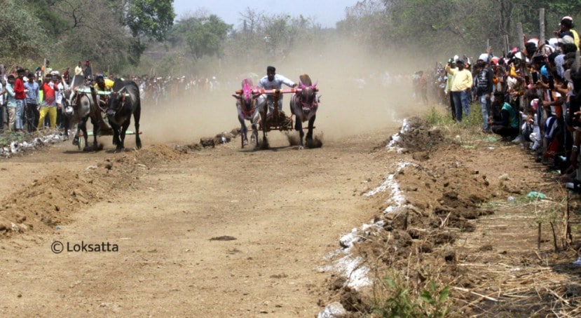 Bullock Cart Race Badlapur