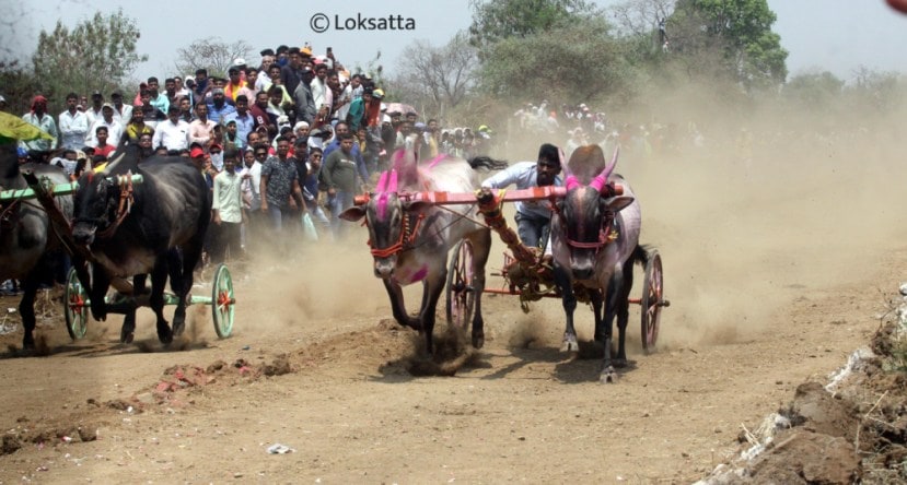 Bullock Cart Race Badlapur