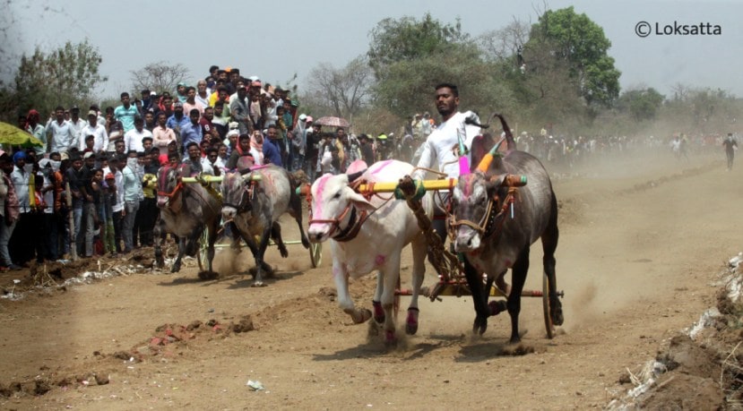 Bullock Cart Race Badlapur