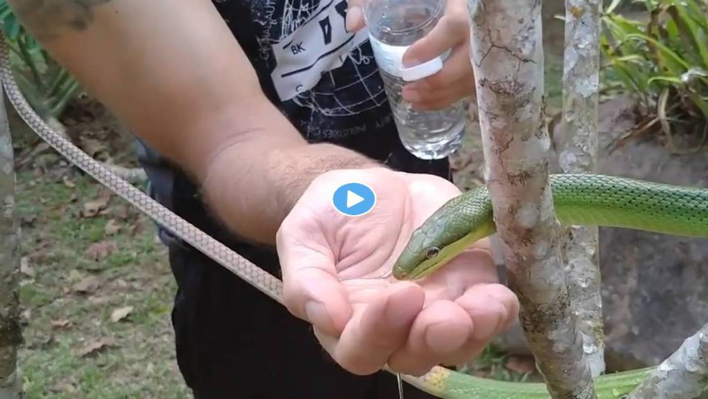 snake-drinking-water-video