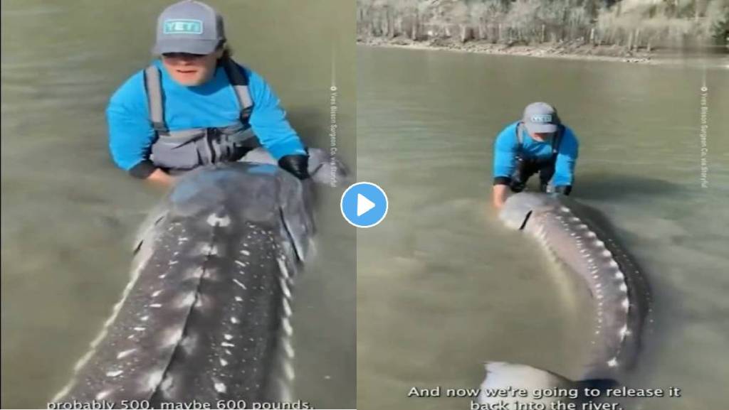 Big-Fish-Viral-Video