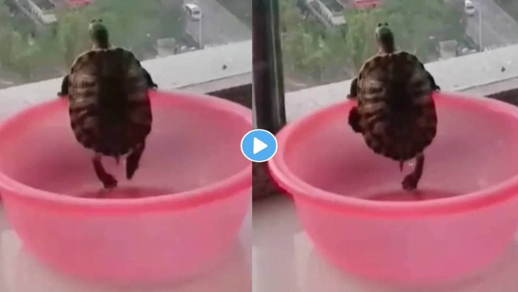 Turtle-Dance-Video-Viral