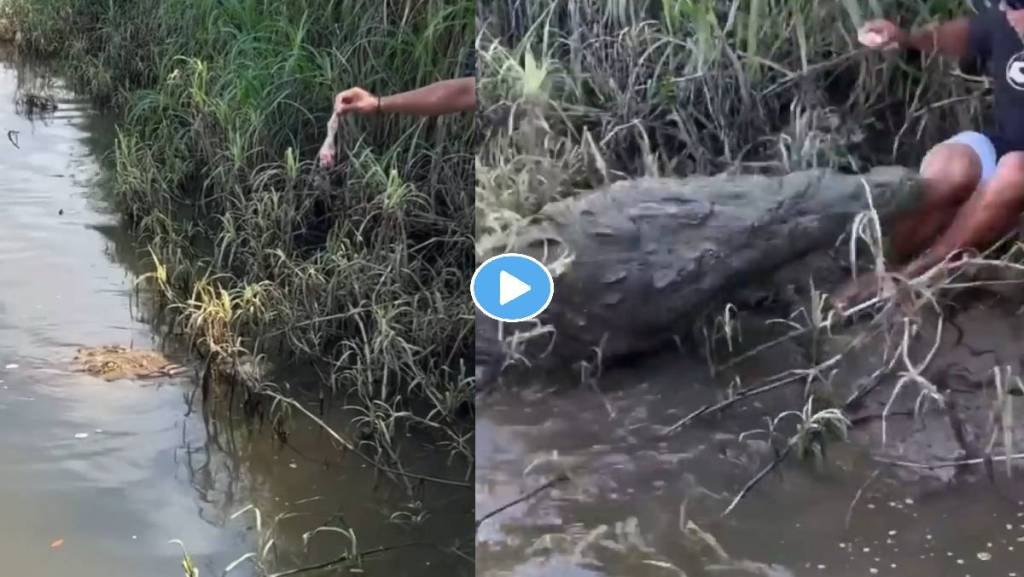 Crocodile-Attack-Viral-Video