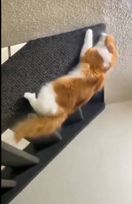 Spidercat-Viral-Video