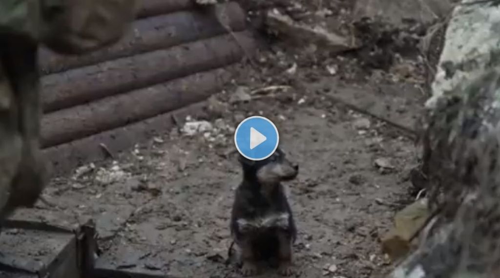 Ukrainian soldiers puppy guard