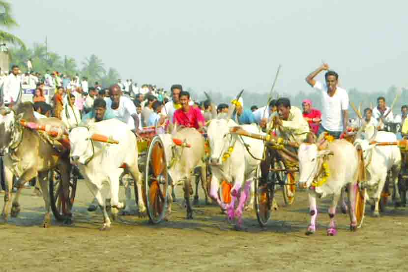 प्राणीमित्र संघटनेच्या दबावामुळे बैलगाडा शर्यती कायद्याच्या कचाट्यात अडकल्यामुळे काही वर्षे त्यावर बंदी घालण्यात आली होती. (प्रातिनिधिक फोटो)