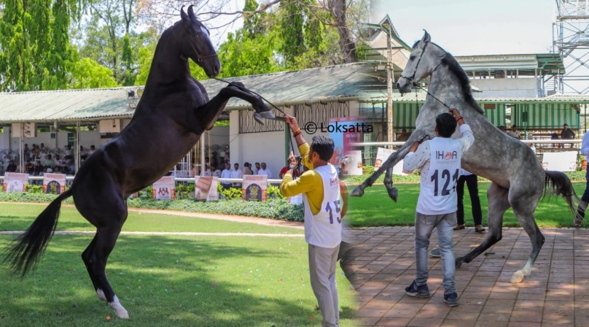 Marwadi Horse Show organised by Indigenous Horse Owners Association At Race course Pune