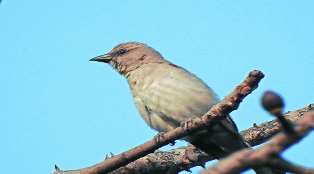 डोंबिवलीत विशिष्ट प्रजातींच्या चिमण्यांचा वावर; पर्यावरणप्रेमी, पक्षी निरीक्षकांचे मत