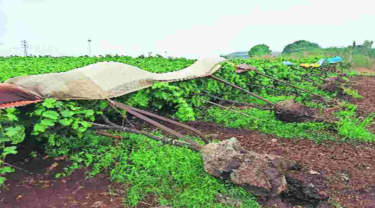 अवकाळीने द्राक्ष, कांद्याला फटका