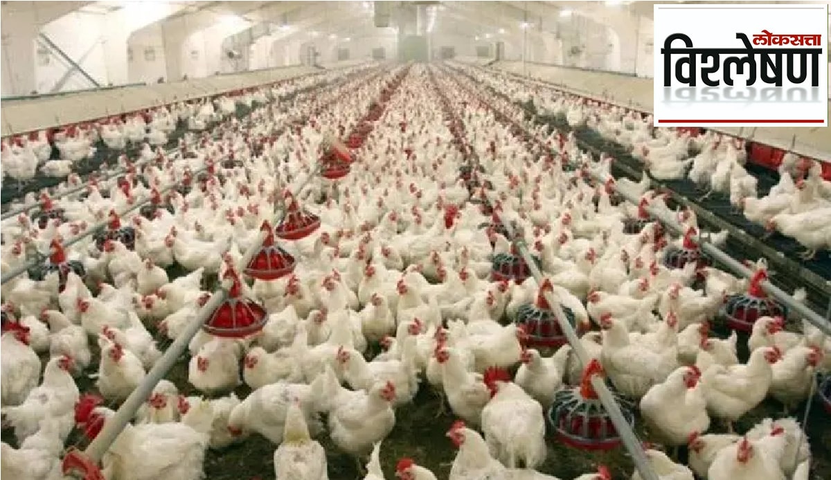 Poultry Business In India