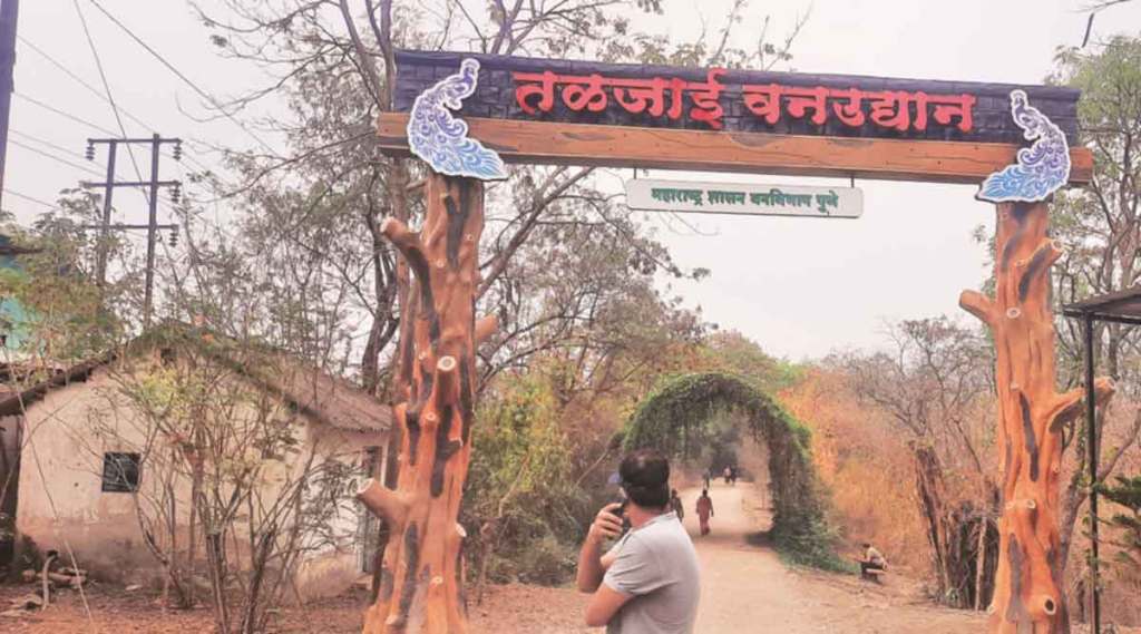 तळजाईचे विद्रूपीकरण : पायवाटांनी लावली नैसर्गिक अधिवासाची ‘वाट’