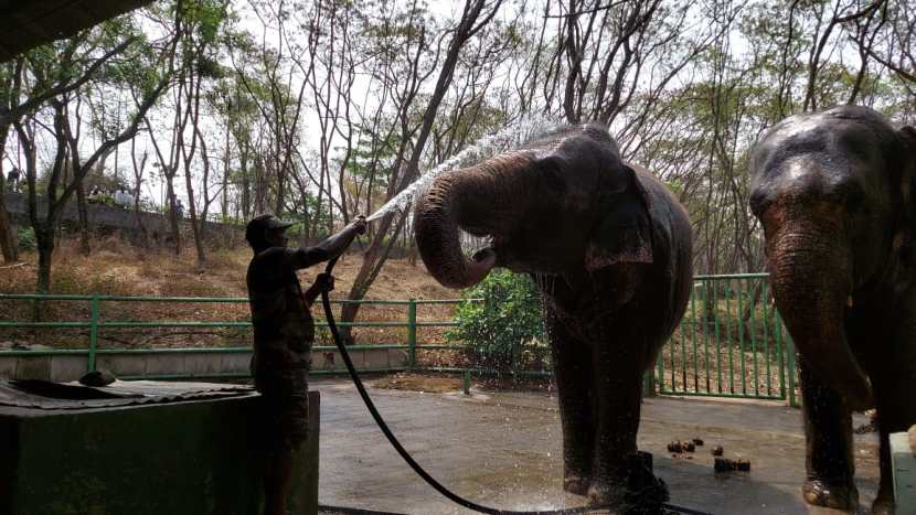 rajiv gandhi zoological park (10)